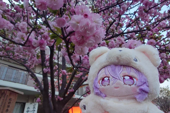 桜の通り抜け行ってきた!満開のもあったりまだ咲いてないのもあったり色々見れて面白かったです