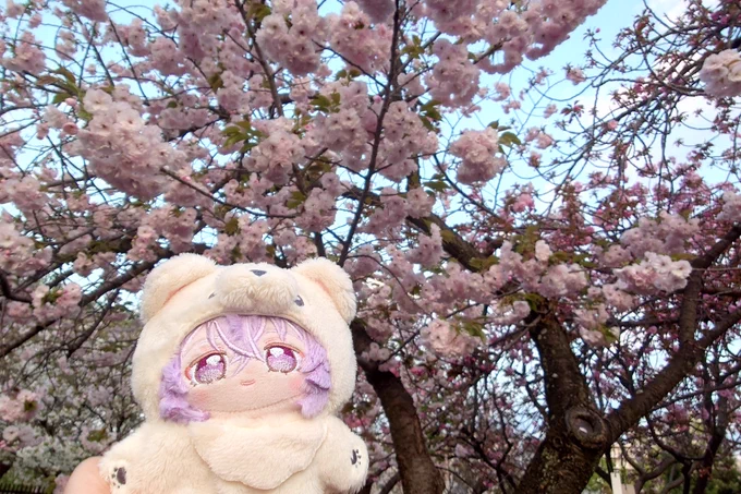 桜の通り抜け行ってきた!満開のもあったりまだ咲いてないのもあったり色々見れて面白かったです
