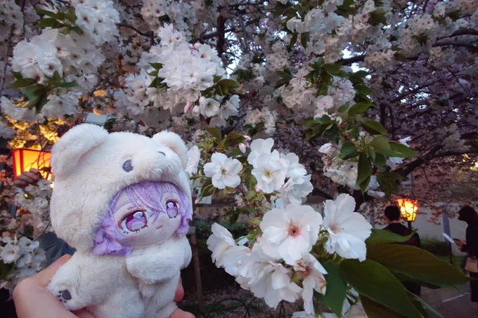 桜の通り抜け行ってきた!満開のもあったりまだ咲いてないのもあったり色々見れて面白かったです