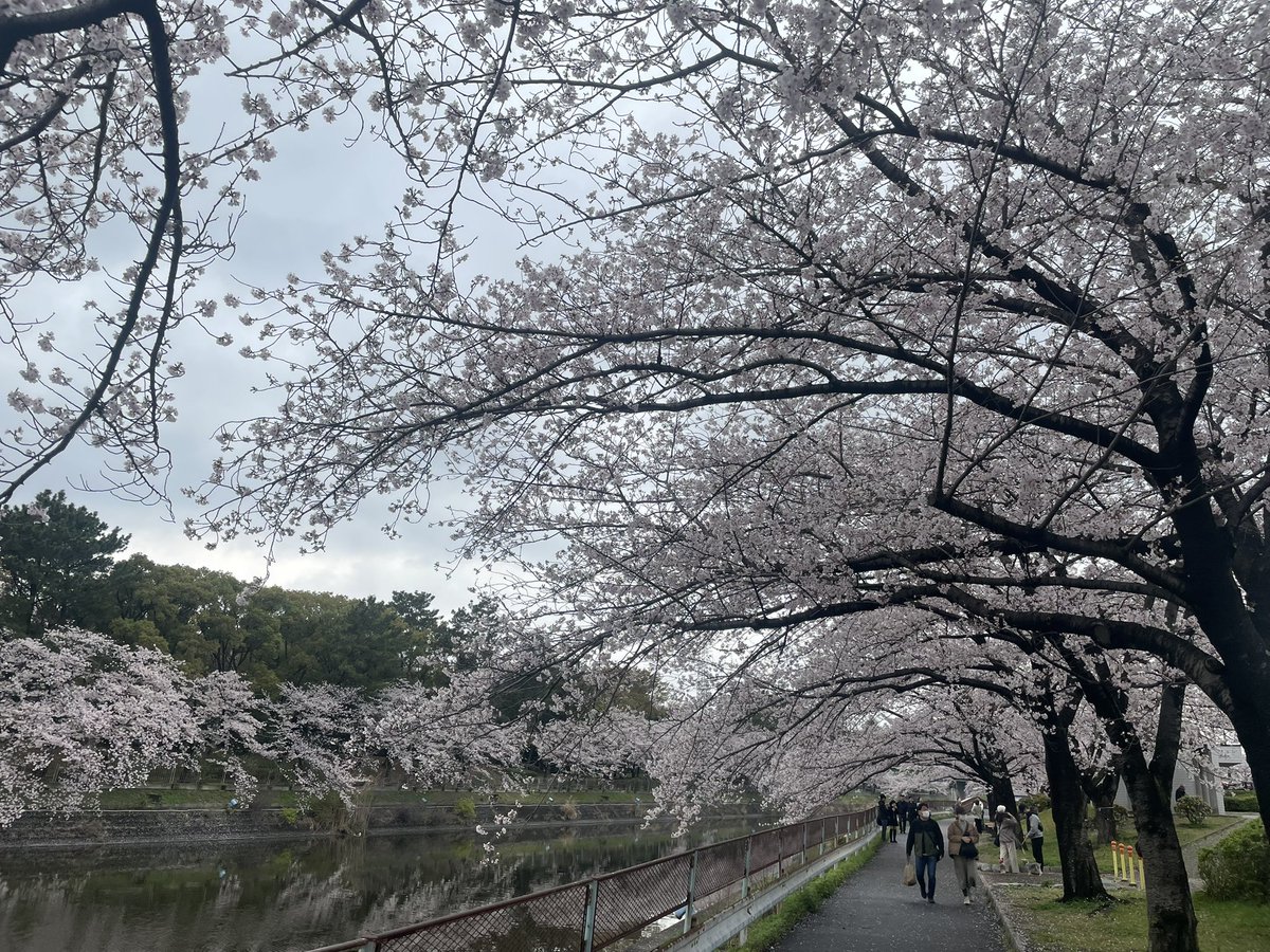 Byper_yam's tweet photo. #さくら 満開です。
#荒子川公園 https://t.co/Rnaw4iwoeq