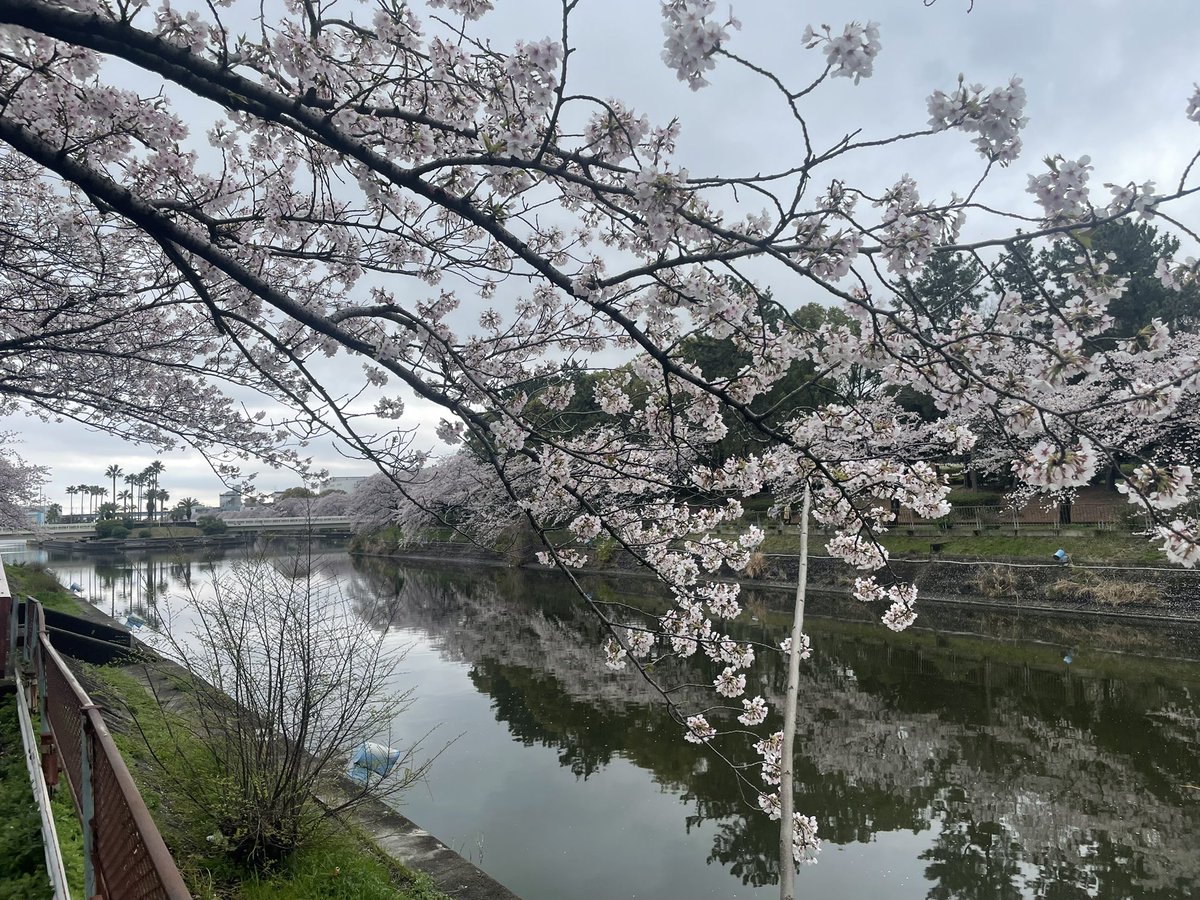 Byper_yam's tweet photo. #さくら 満開です。
#荒子川公園 https://t.co/Rnaw4iwoeq