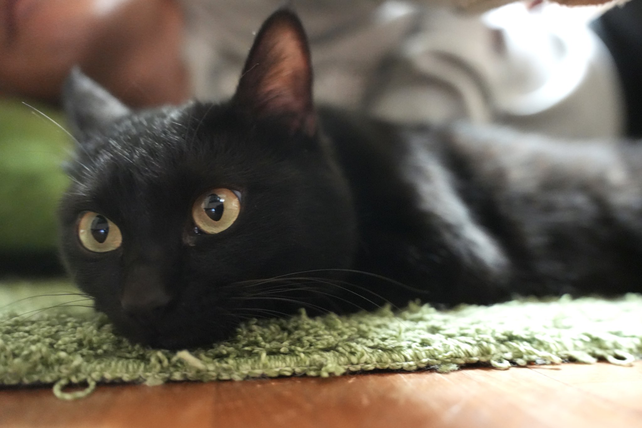 黒猫つくねちゃん太しっぽ on X: 