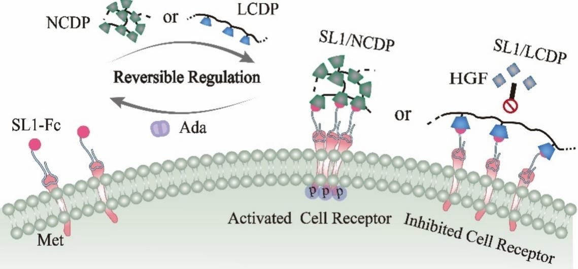 JCRnEDITORS's tweet photo. Reversible engineering of cell membrane receptors based on host-guest recognition for on-demand regulation of cellular behavior.
| Qing Wang @hunanuniv |
[50 days' free access]
#cyclodextrin 
https://t.co/2CCauQ1ICl https://t.co/1pDqIjTuR9