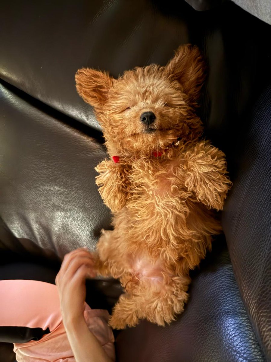 DoctorNene's tweet photo. Happy PetDay! 🐾

Say hello to Coco, the newest addition of joy in our home 🐶✨
She has already added happiness and joy along with Carmello 💛

Here’s to wagging tails and happy hearts. ❤️

#furryfam #cocothecutie #carmellowmemories #drnenediaries #infinityandbeyond https://t.co/qaFPrBJ1ZR