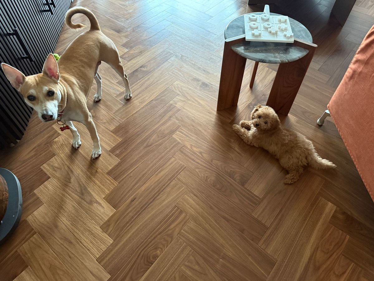 DoctorNene's tweet photo. Happy PetDay! 🐾

Say hello to Coco, the newest addition of joy in our home 🐶✨
She has already added happiness and joy along with Carmello 💛

Here’s to wagging tails and happy hearts. ❤️

#furryfam #cocothecutie #carmellowmemories #drnenediaries #infinityandbeyond https://t.co/qaFPrBJ1ZR