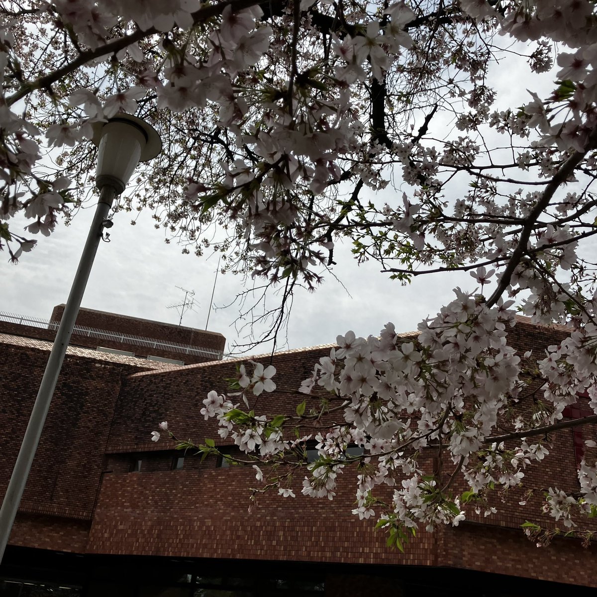 「病院前の桜の木の下 ベンチに座って 妻の容態を身内へ報告 ちょっとほっとした 」|津島直人のイラスト
