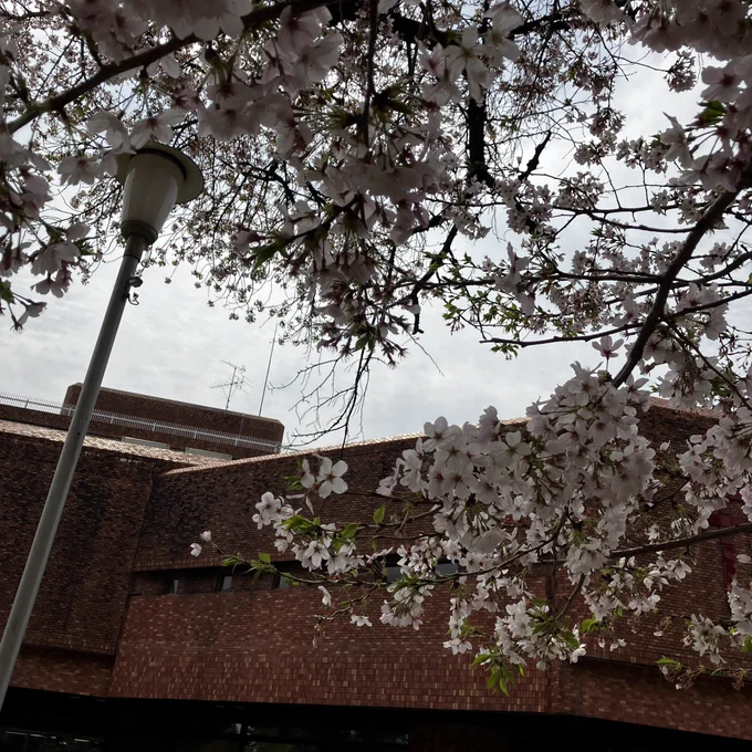 病院前の桜の木の下 ベンチに座って 妻の容態を身内へ報告 ちょっとほっとした 