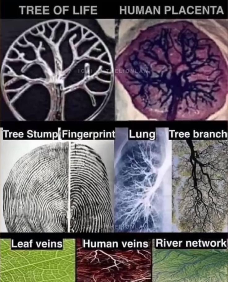 MatrixMysteries's tweet photo. 9. Sacred Geometry: The Blueprint of the Universe

“Sacred geometry is the fingerprint of creation — a silent language spoken by stars, cells, and stone.” - Pythagoras https://t.co/ZTraWqTrdw