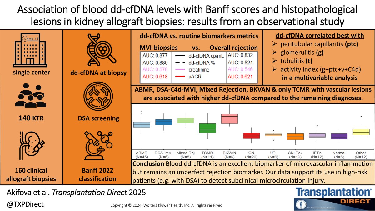 aylinink1's tweet photo. Check out our latest paper from @ChariteBerlin that provides insights into the dynamics of absolute and relative dd-cfDNA measured by droplet digital PCR in diverse kidney allograft pathologies! Now online on @TXPDirect! https://t.co/0MuACQ2hve https://t.co/T9OZXR2sMk