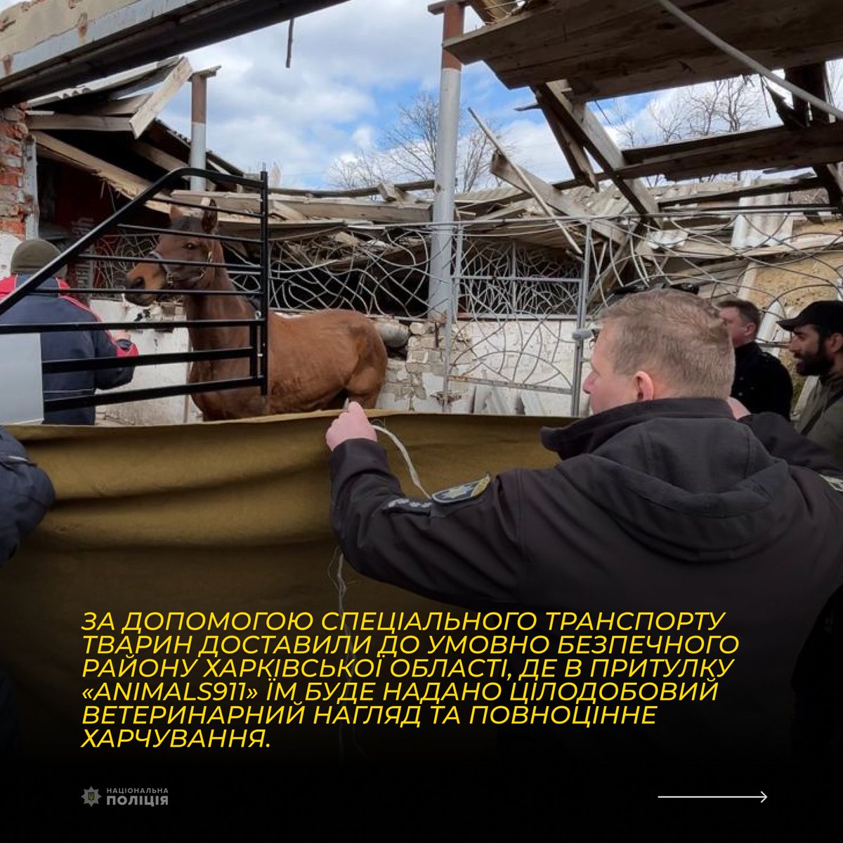 PoliceKharkiv's tweet photo. На Харківщині поліція разом із зооволонтерами евакуювали ще двох вагітних кобил із зони обстрілів
https://t.co/XwPgkfRPEl https://t.co/z6B9xakVa9