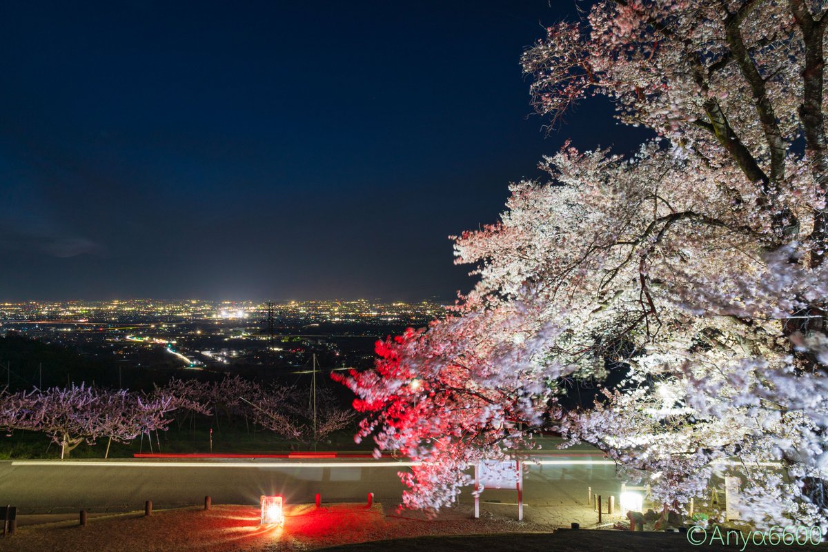 八代ふるさと公園からの夜景と桜のライトアップ 2025/4/10 ＃八代