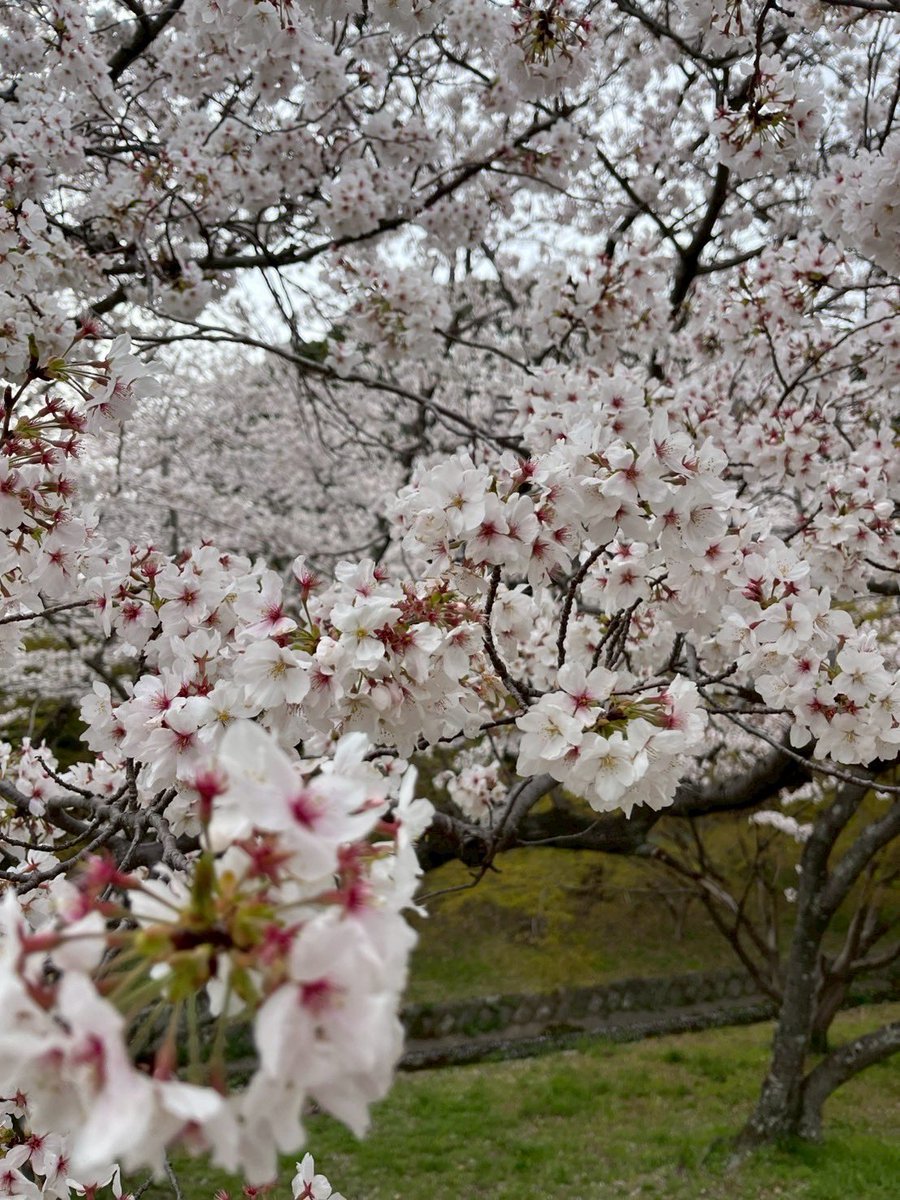 みなさんお久しぶりです！！
もう桜の散る時期になってしまいましたね🌸今年はみなさんお花見行きましたか？？
私は永遠に桜の花びら集めてました🌟
 #桜 #春 #お花見