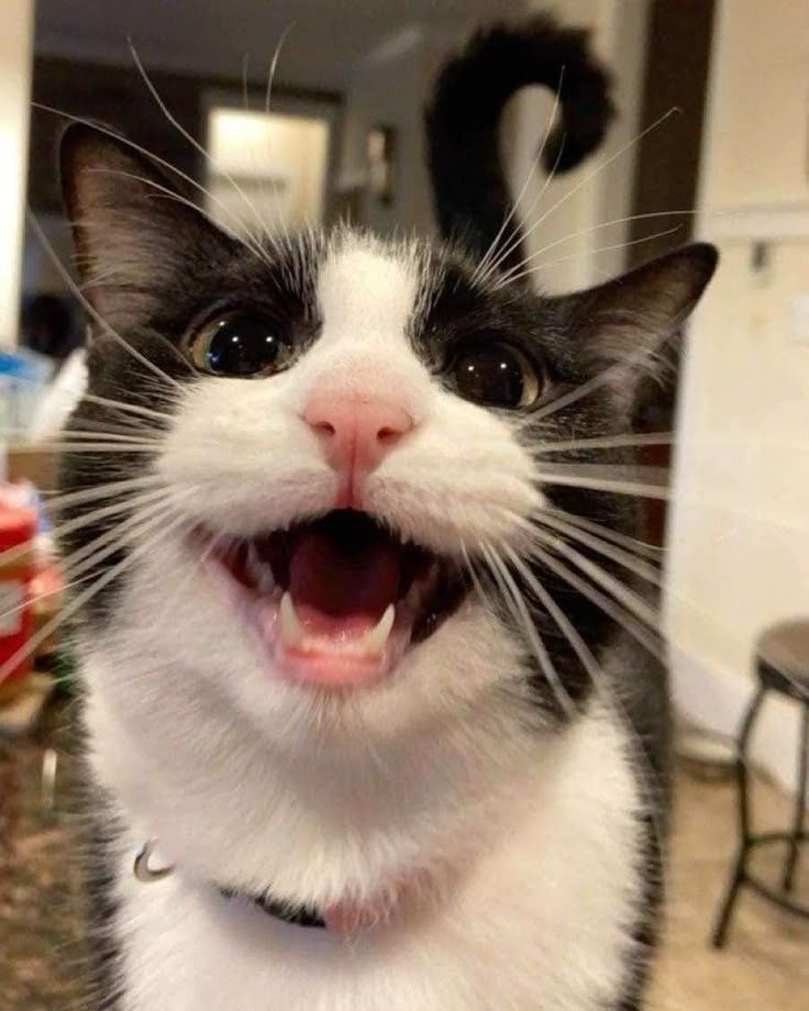 ShouldHaveCat's tweet photo. https://t.co/TkrluQxQga