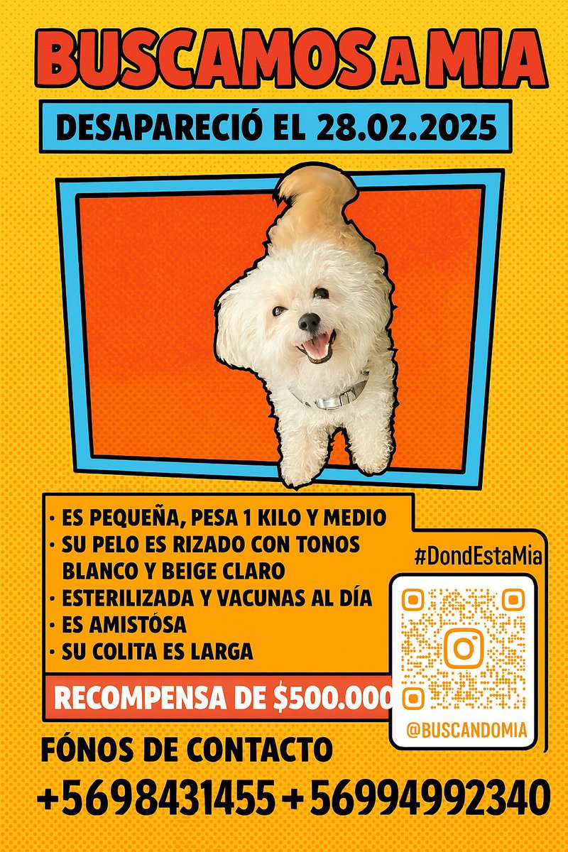 buscandomia's tweet photo. #iquique #AltoHospicio #chile #ayuda #mascotaperdida https://t.co/oP6Zk0rYQk