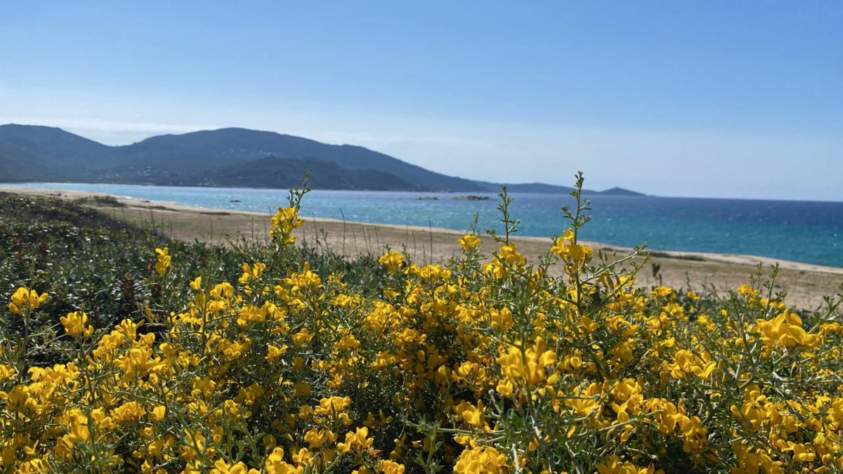 Havvinden blæser blidt, bølgerne slår mod klipperne, og sollyset glitrer på havet. Stående ved havet føles alting stille, og bekymringer forsvinder.
#Hav   #Blomster
