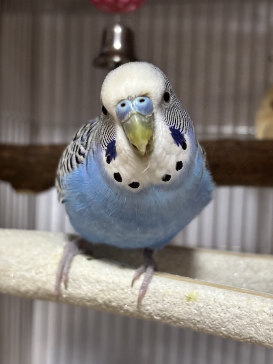 ln_nl_Fromage's tweet photo. 現在、精巣腫瘍のお薬は３日に1度。
見た感じ、お腹は出てきてないけど、レントゲンでは11月→3月で3㎜大きくなった。2月頃からお鼻がまた白くカサカサしてきてたけど、今朝再びカサカサが取れた！
うん。薬はこのままで大丈夫！がんばろう！
左：日曜　右：今朝 https://t.co/BiHS1AbSRW