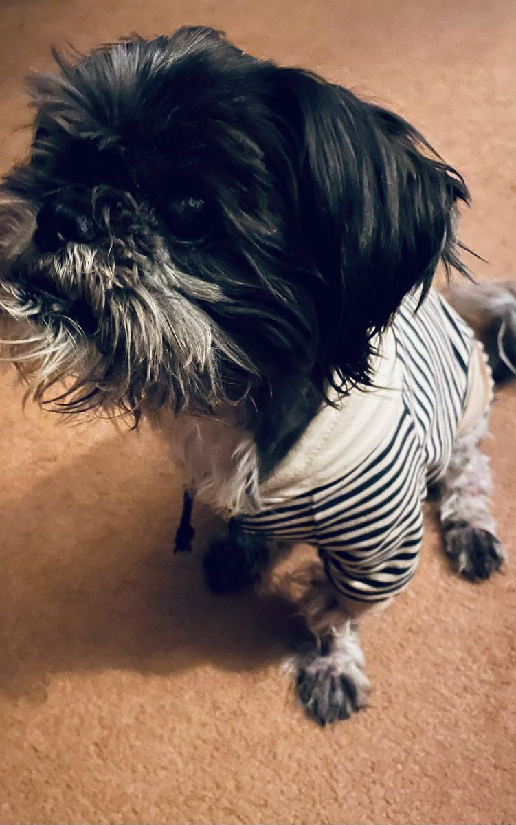 Old man Oreo says good morning  #GoodDayDC