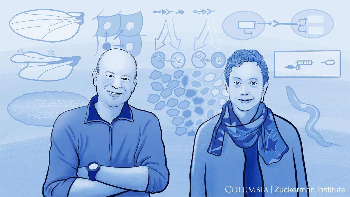 Columbia University's Zuckerman Institute (@zuckermanbrain) on Twitter photo Congrats to @columbia scientists Gary Struhl & Iva Greenwald for winning the Canada <a href="/GairdnerAwards/">Gairdner Foundation</a> ! The prize is for their research yielding critical insights on how cells communicate with their neighbors during development. Read more: zuckermaninstitute.columbia.edu/columbia-gaird…
🧠🏆🧠 Congrats to @columbia scientists Gary Struhl & Iva Greenwald for winning the Canada <a href="/GairdnerAwards/">Gairdner Foundation</a> ! The prize is for their research yielding critical insights on how cells communicate with their neighbors during development. Read more: zuckermaninstitute.columbia.edu/columbia-gaird…
🧠🏆🧠