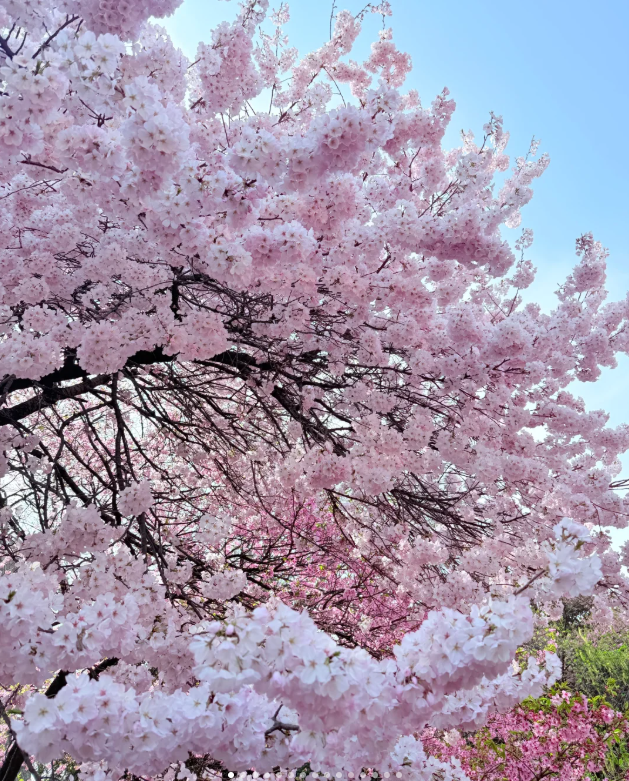 新宿御苑桜リッチです🌸😋