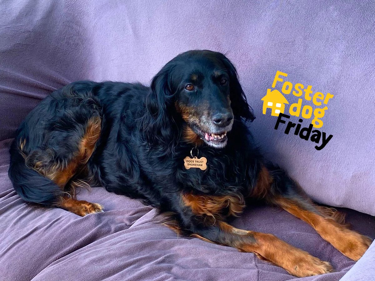 DT_Shoreham's tweet photo. Sometimes we like to rebrand Friday as #FosterDogFriday and put the spotlight on the pooches who are living in foster care, patiently waiting for a place to call home. 🌟 This week, we’d like to introduce you to Phoebe—a 12-year-old #GordonSetter 
… https://t.co/WtdvrdIHLK