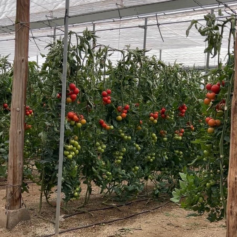 Interceptor, el último 'porta' de <a href="/TopseedsES/">Top Seeds Iberica</a> , demuestra lo que vale con unas jornadas de puertas abiertas fhalmeria.com/noticia-36100-…