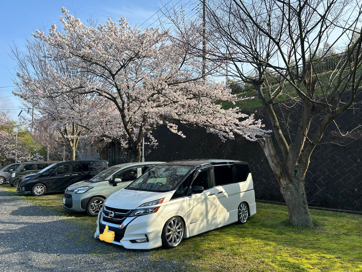 yuma_1005's tweet photo. 桜 https://t.co/3lHlts2Xri