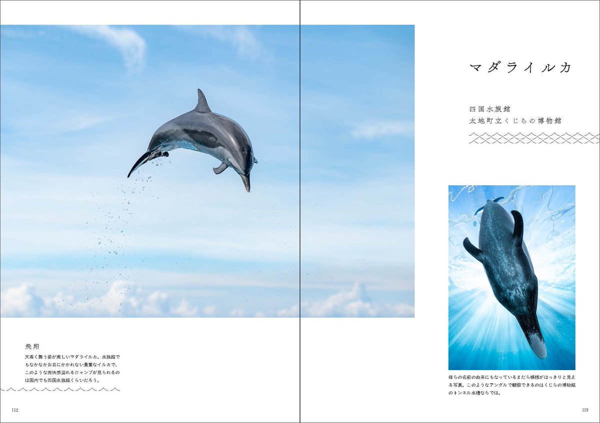 tsukarium's tweet image. 【5/28初の写真集が発売決定🙌】
私の念願でもあった水族館の生きものたちが主役の写真集をKADOKAWA様より出版いたします
B5判192ページというボリュームに、全国の水族館で撮影してきた90種以上の生きものたちを掲載🐠
私が撮影を始めた2020年〜今までの間に撮影してきた写真を厳選した渾身の一冊です
