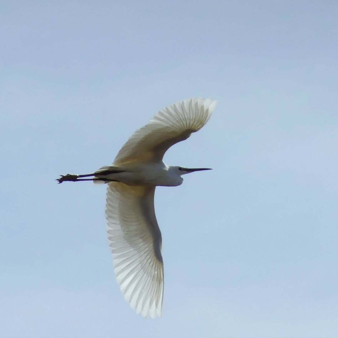 Tophill Low Nature Reserve has some talented visitors! 😍

These lovely photos were captured at the reserve near Driffield by Jon, Bethan, Paul &amp; Les. Thank you for sharing these! 🥰

📸 Photo credits: marmalades_streetgang, bethclyne, paulyb.png &amp; lesfrosty via Instagram