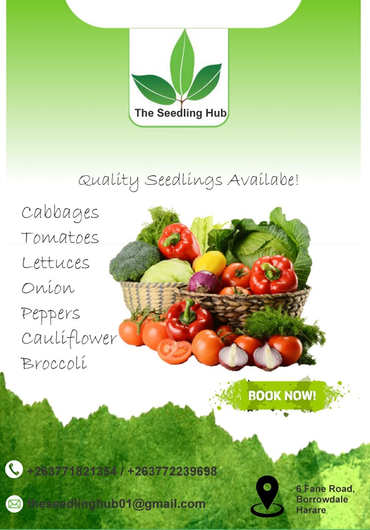 TheSeedlingHub's tweet photo. Are you looking for cabbage,tomato ,onion among other seedlings? We got you covered! Place your order today on +263771821354/+263772239698 . #farming #SEEDLINGS #seedlinghub https://t.co/QIQ5IN5hrO