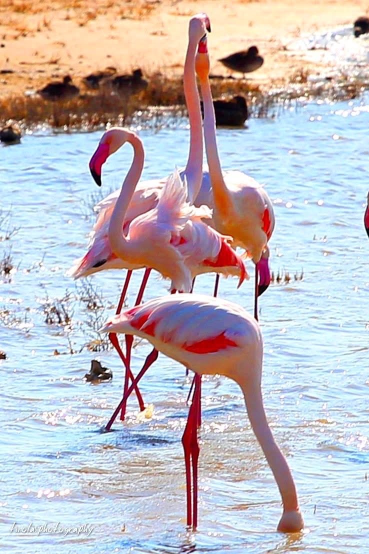 MargaritaD_9504's tweet photo. Good &amp; bright morning 🌅 everyone.☕️ Happy Friday &amp; a blessed, joyous, exciting, memorable weekend to you all. Stay safe &amp; well.🥰🌺 https://t.co/3UY7xERBlh