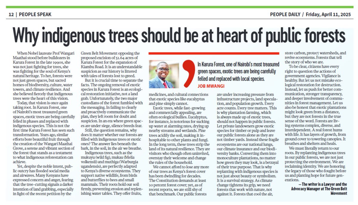 🌳 Why should indigenous trees lead the way in restoring our public forests? They are not just trees but guardians of biodiversity, water towers and climate warriors.
🌿 Read today's <a href="/PeopleDailyKe/">PEOPLE DAILY</a> and learn why going native is the best move for Kenya’s forests #SaveOurForests