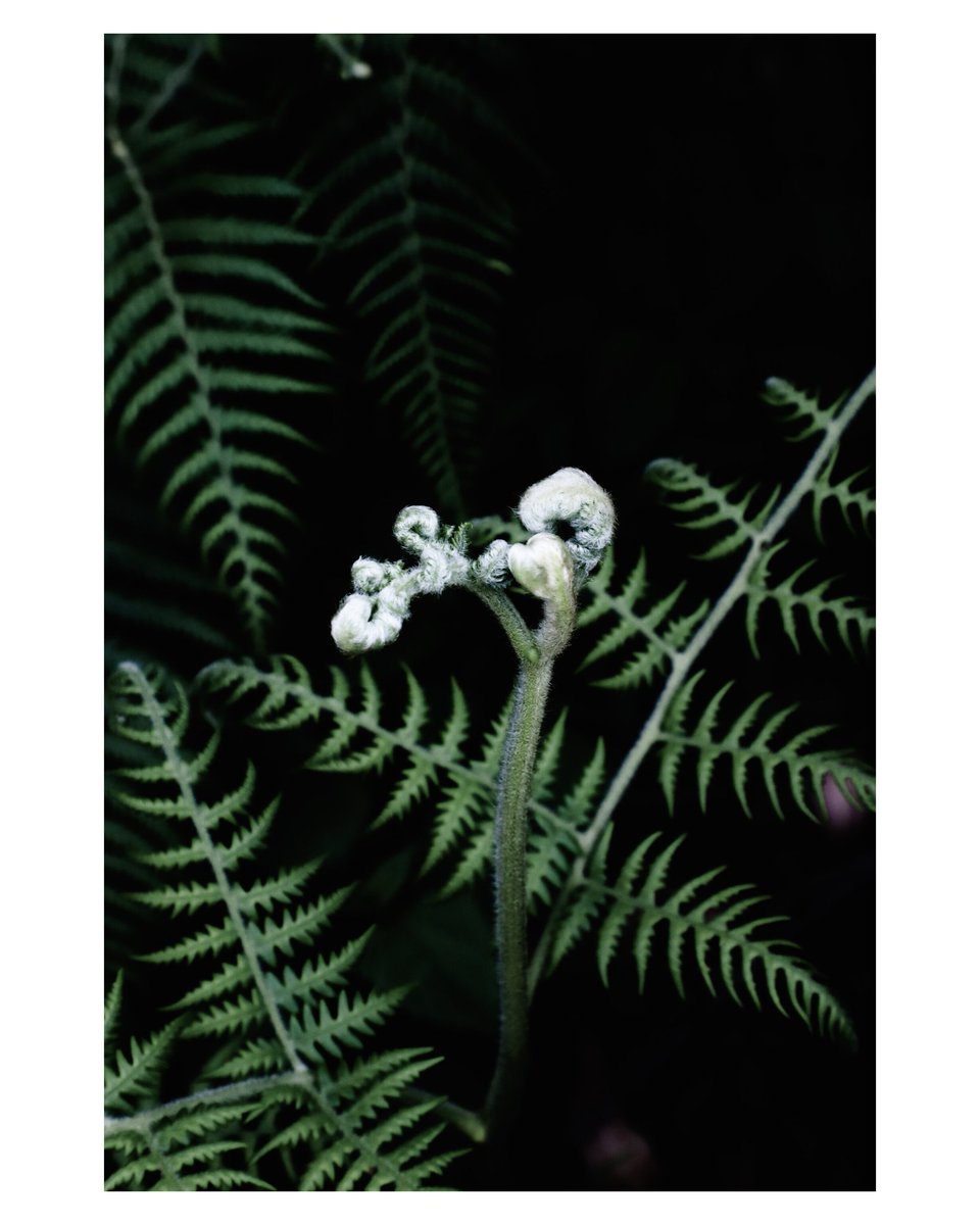 MadhavanAjin's tweet photo. The delicate dance of a fiddlehead unfurling into life. Nature's beautiful beginnings.
#Fiddlehead #Fern #NewGrowth #Spring #NaturePhotography #Botany #PlantLife #Unfurling #nikonphotography #Macro https://t.co/J39zlGPI44