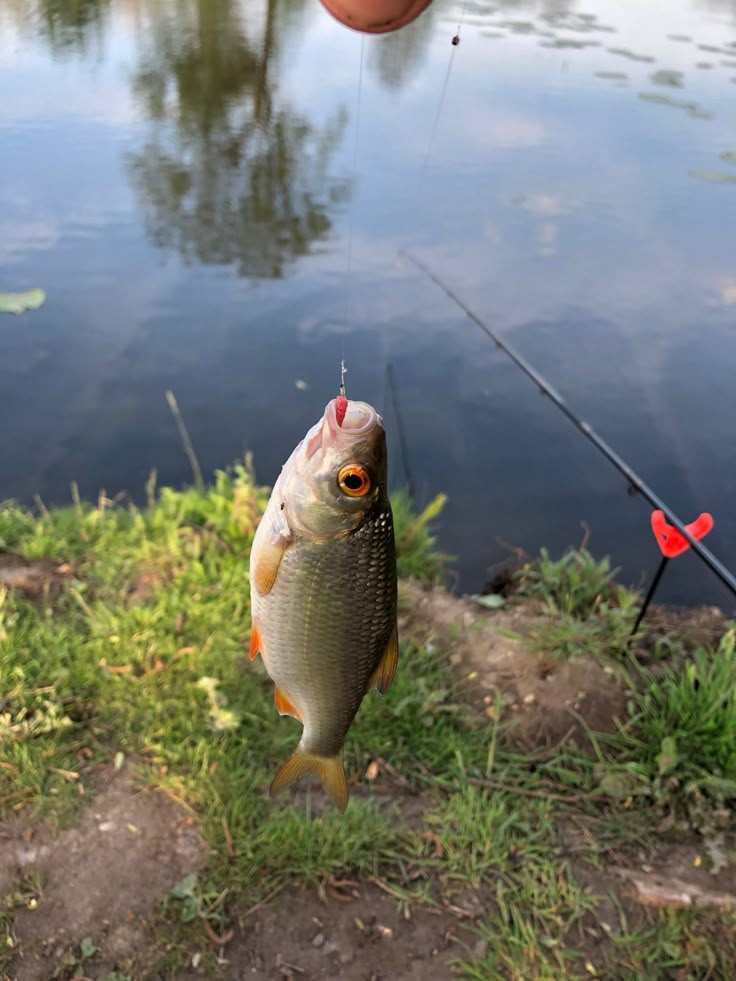 Kegiatan memancing antara bapak dan anak hari ini. ☝🏻
Perdana, memancing ikan bukan memancing keributan.
Mancing Maniak, Mantap!