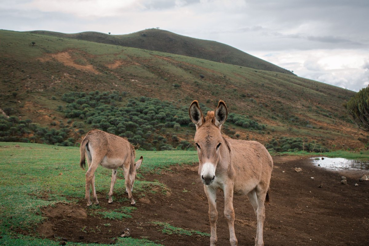 aspa_tz's tweet photo. Side by side, hoof by hoof. 🐴
These adorable foals are stealing hearts this #FoalFriday — let’s keep working to protect them.
#DonkeyWelfare #foal #foalfriday #ProtectOurDonkeys #aspatz https://t.co/PDEqT7YcnK