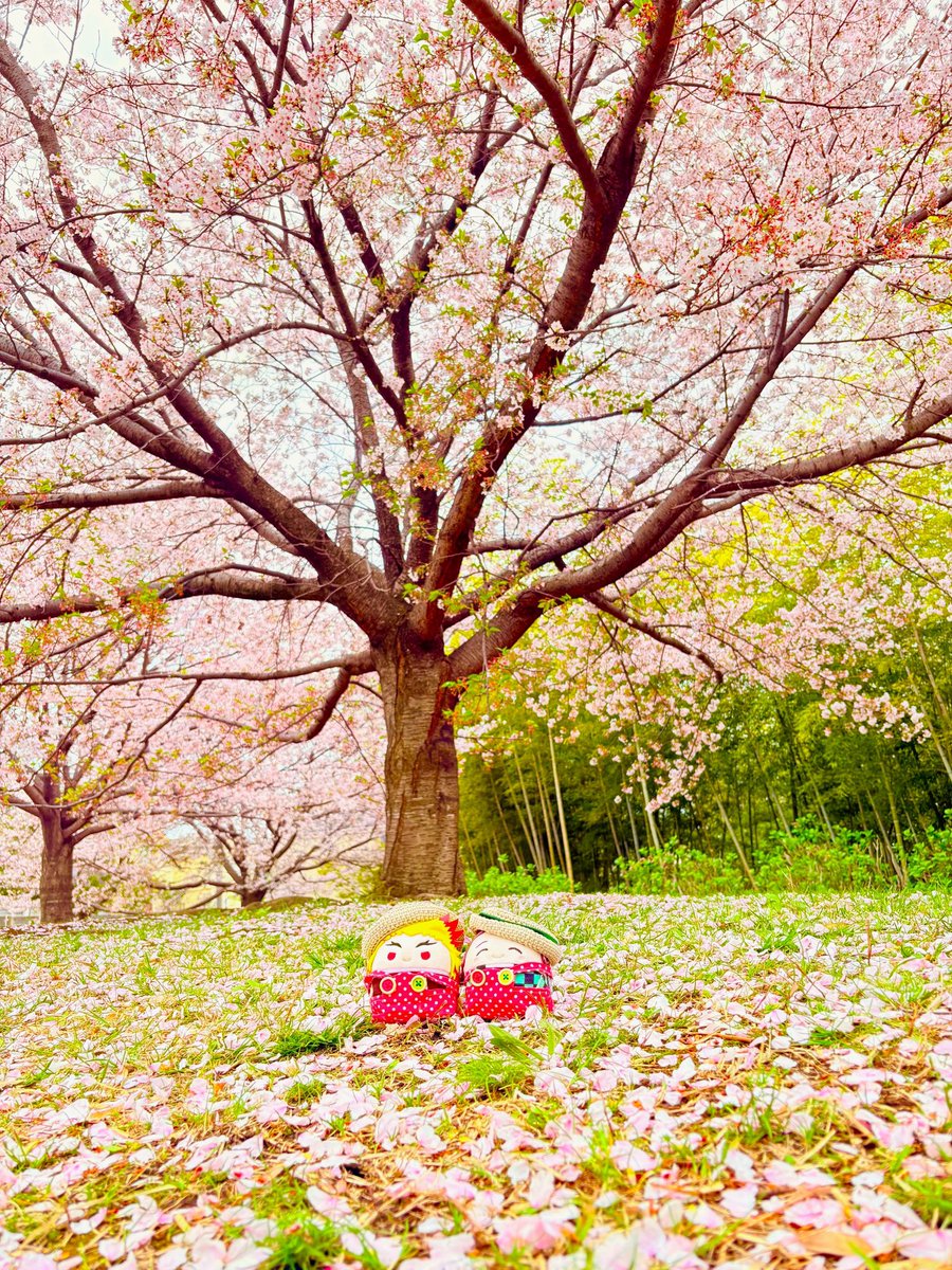 熟したいちご🍓 tweet media