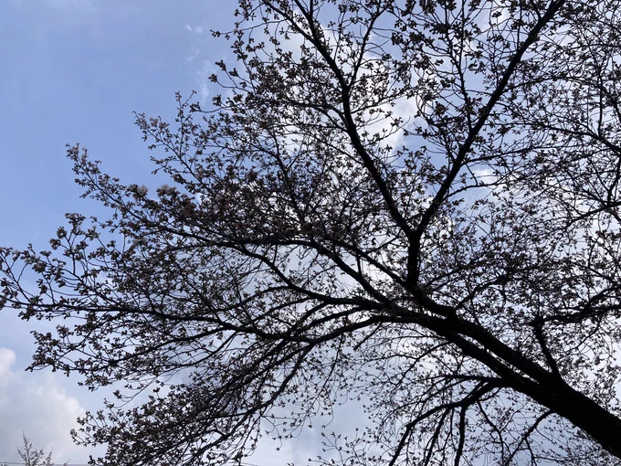 天童に着きました!桜はまだもちょっと先なのねでも結構暖かくて快適! 