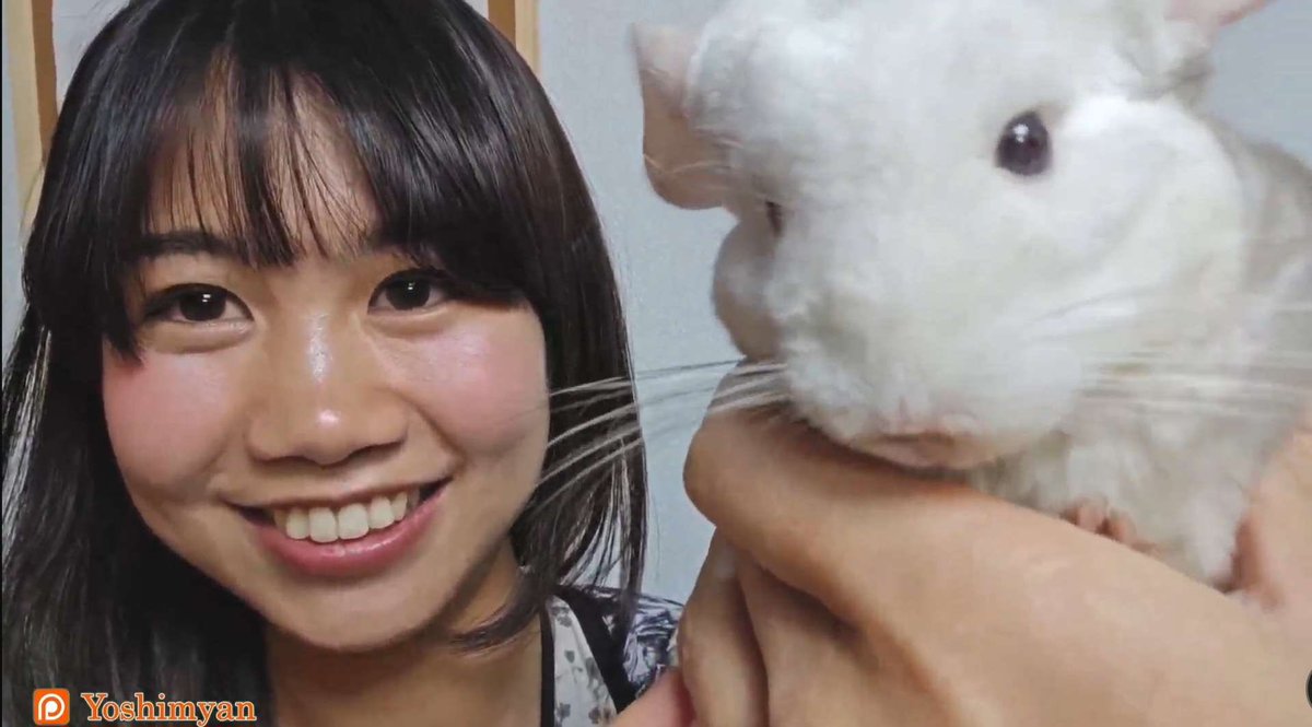 チンチラふわふわだった！！
Chinchira was very fluffy🥰
#Chinchira #animals