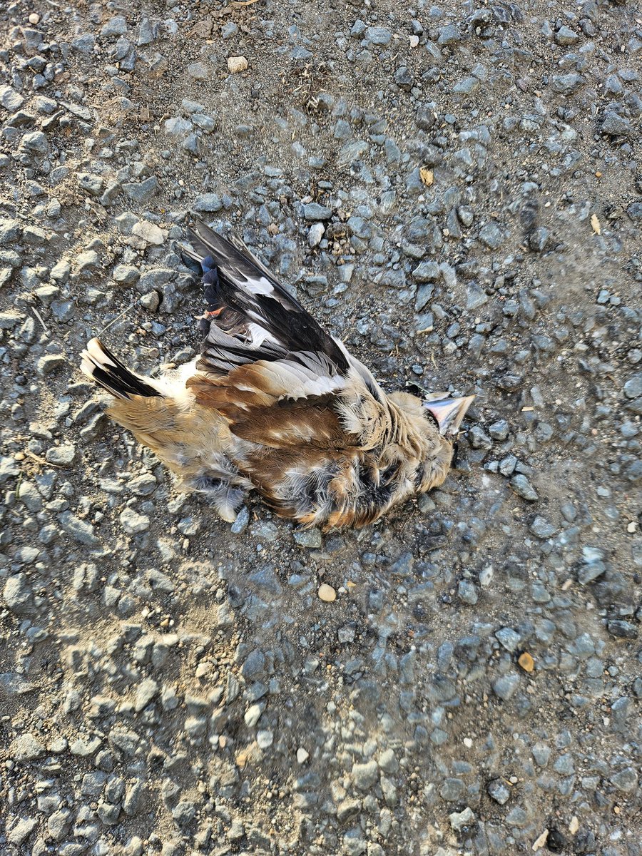Damn.
Dead Hawfinch, Main Street, Paull.
Only the 3rd record for the area!