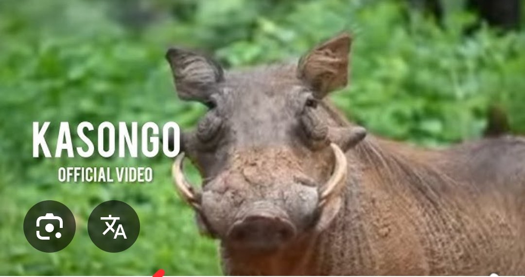 Aba DD niza Kasongo zigendera! 
Ntacyo badutwara ubu!