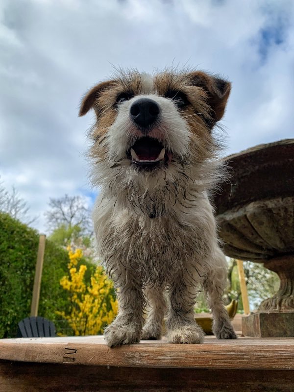 gewtsop's tweet photo. Raaaaaaaa #Pipster #Dogs https://t.co/9uOY51tqk2