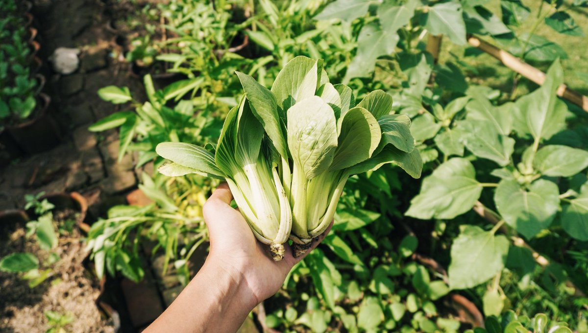 merekamcahaya's tweet image. Hari ini menyiapkan media tanam buat semaian pakcoy 🥬

Mau sharing sedikit tips basic berkebun agar hasil panennya bagus, tips ini hanya berlaku untuk metode tanam di lahan/tanah, juga sekaligus ajakan untuk #ayoberkebundirumah 🫶🏻
