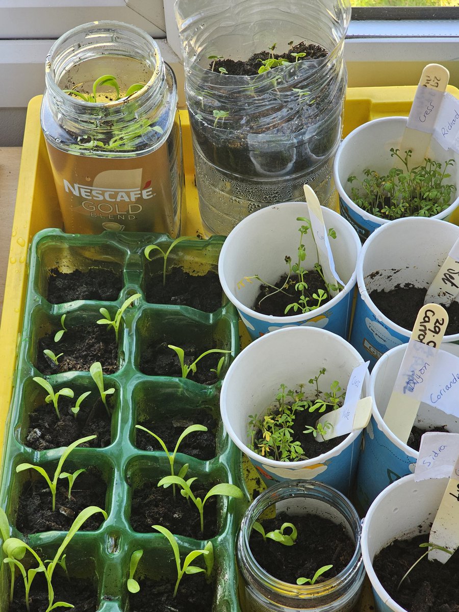 MPboro2's tweet image. Lots of growing happening in class! Hope these survive over Easter!