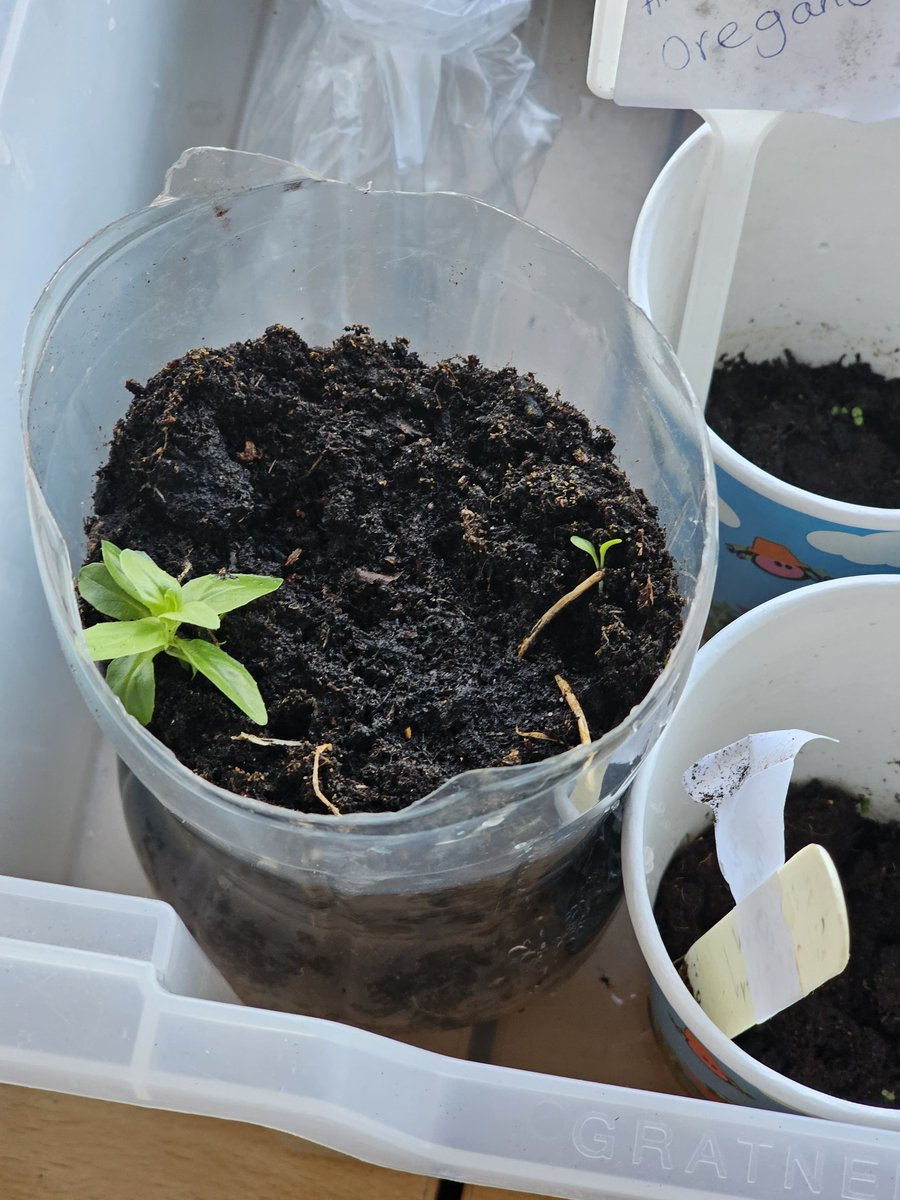 MPboro2's tweet image. Lots of growing happening in class! Hope these survive over Easter!