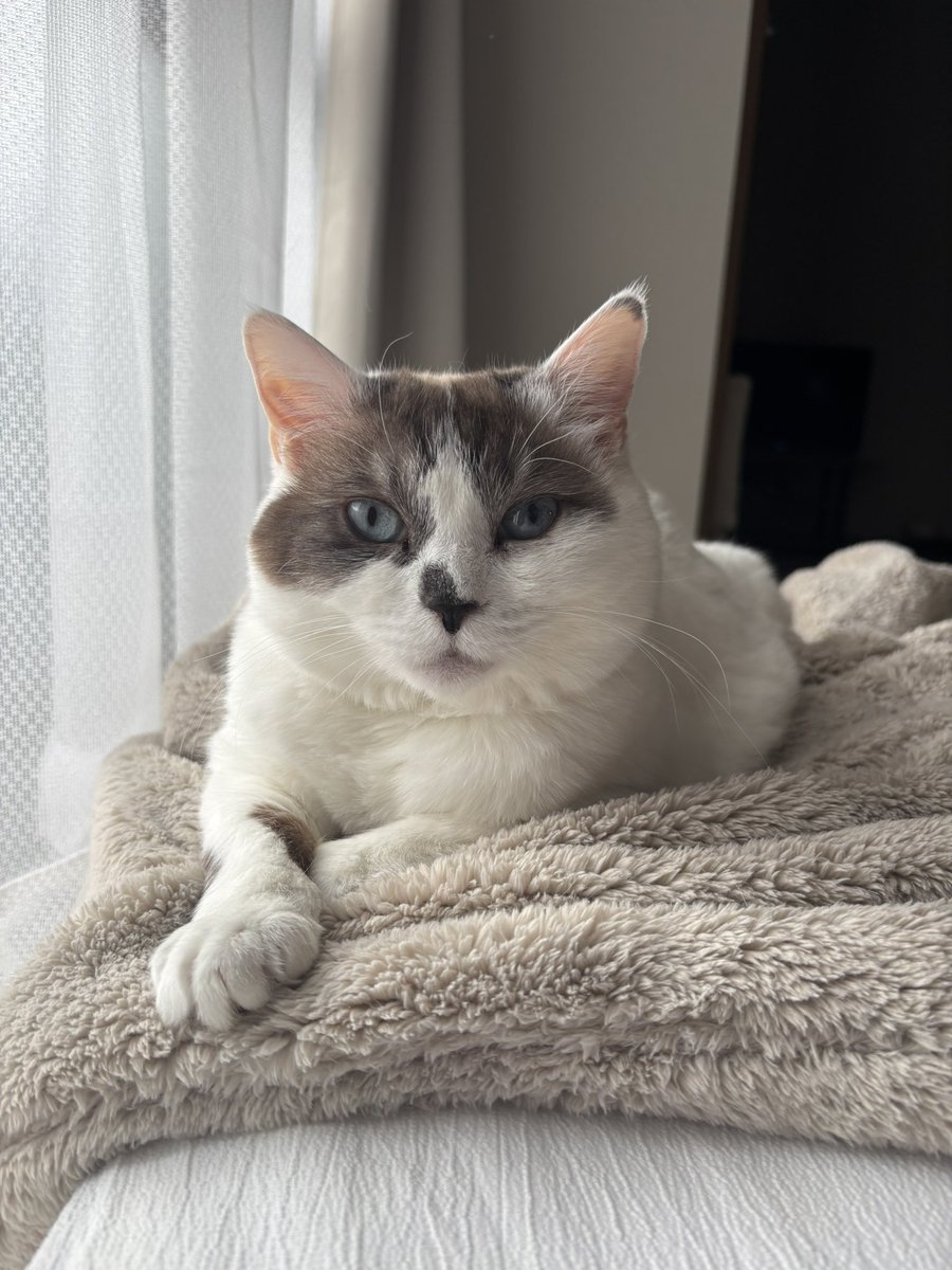 sechutom's tweet photo. 流行りのやつセツコver.

 #猫好きさんと繋がりたい 
 #猫のいる暮らし 
 #ねこかわいいね https://t.co/OXiaWjB0zd