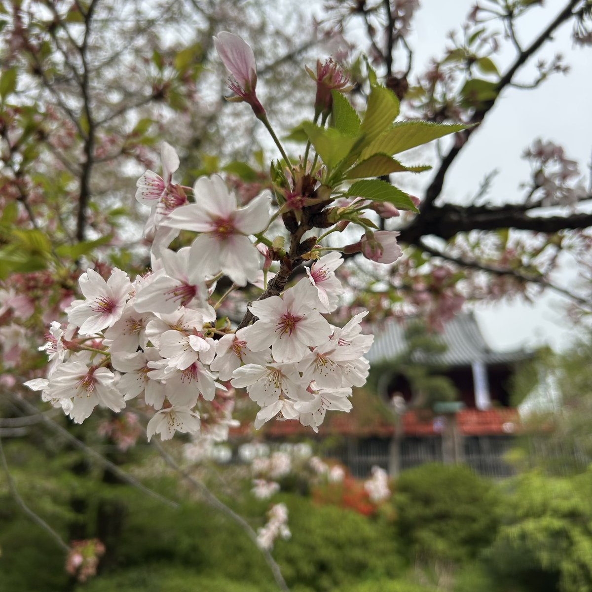 _subin0718's tweet photo. 入学式による休講と知らずに登校してしまって花見だけして帰る https://t.co/p1JhmZZRFu