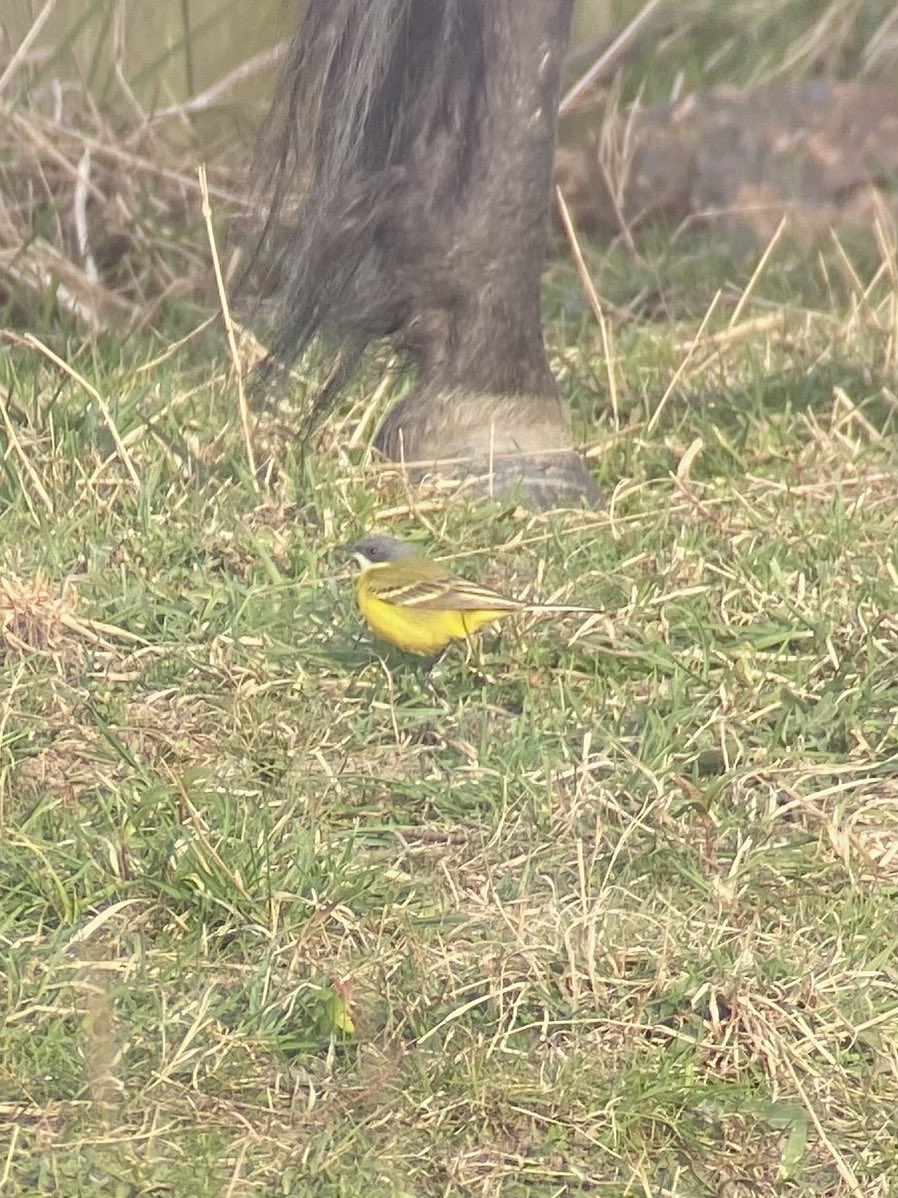 Ashy-headed Wagtail at the north end of SMI Wetland currently!!