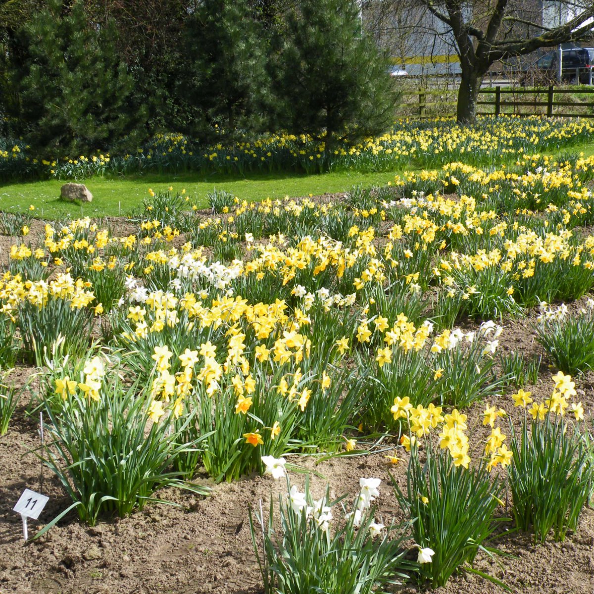 Plantheritage's tweet photo. There's some great #NationalCollectionHolder open days this weekend:
#Narcisuss (#daffodils) at #Springfields, #Lincolnshire on 12 & 13 April
Scotland's Daffodil Festival at #BackhouseRossieEstate in #Fife on 12 & 13 April 2025
Find out more: https://t.co/3BVMLkdZMp https://t.co/N8PJOqof9P