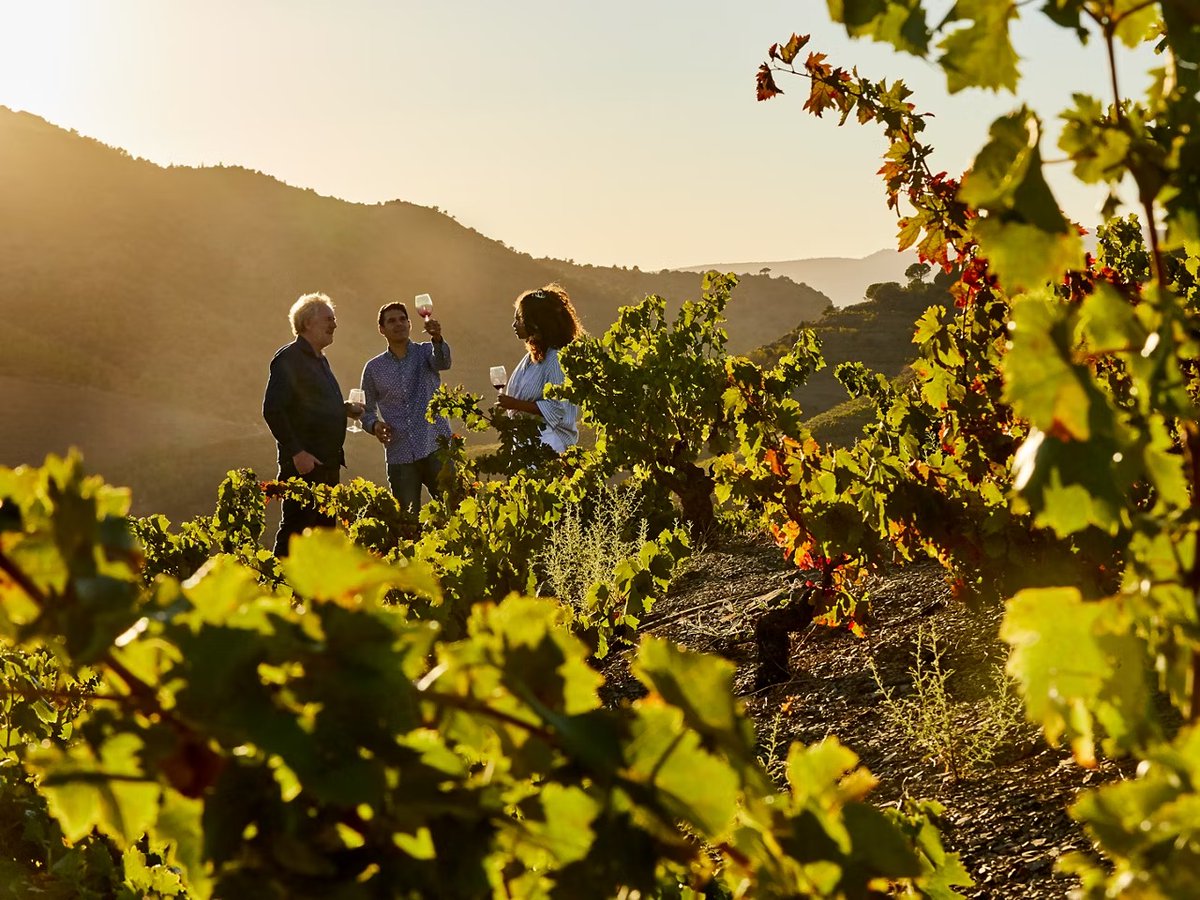 Gaudeix d’una experiència d’enoturisme 🍷 de la mà del celler Vinya els Vilars, a Arbeca, les GARRIGUES! En el tram 2 del #GrandTourCatalunya 😍 podràs tastar el sabor de la DO Costers del Segre i recórrer part de la Ruta del Vi de Lleida! #ADNLleida 🦋💚🌍

➡️
