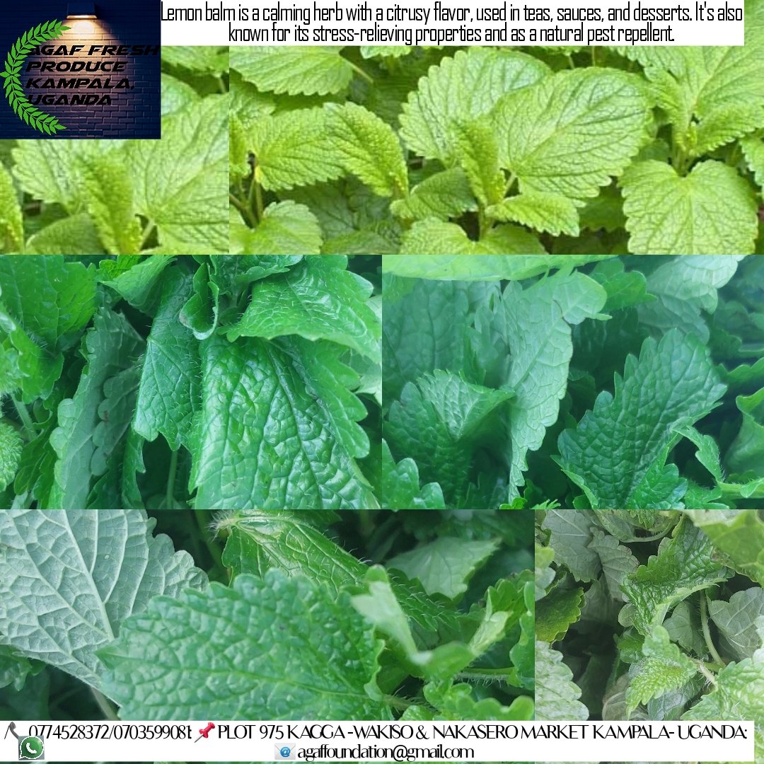 Agaf1987's tweet image. Lemon balm is a calming herb with a citrusy flavor used in teas, sauces, and desserts. Known for its stress-relieving properties and as a natural pest repellent. #lemonbalm #eattime🍩🍰🍪🍕🍖🍗🍤🍣🍔🍝🍟 #teatime 🥤 #deliveryavailable🚗orderonline🤳 #qualityguaranteed💯✔️