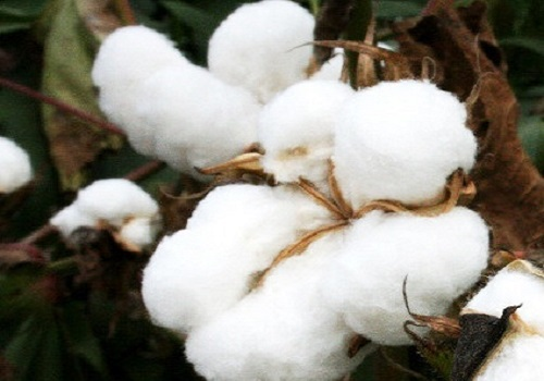 InvGurInd's tweet photo. Cotton Outlook 2024/25: U.S. Exports Fall, Global Stocks Rise by Amit Gupta, @kediaadvisory
https://t.co/S6NclGxzrf
#CommodityTips #ExpertViews #Cotton @amit_gupta444 #KediaAdvisory #Investmentguruindia https://t.co/7ykObq3wFb